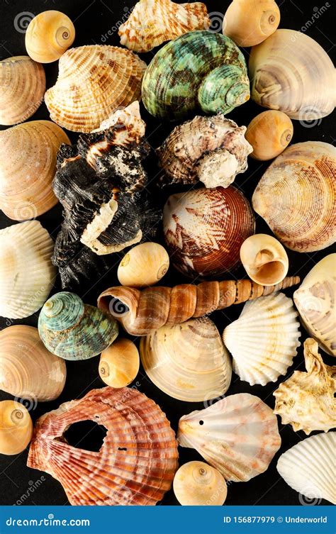 Seashell Background Texture Stock Image - Image of summer, animal: 156877979