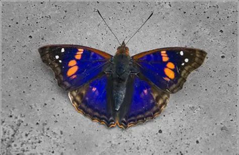 40 Different types of beautiful Blue Butterfly species - EnviEarth