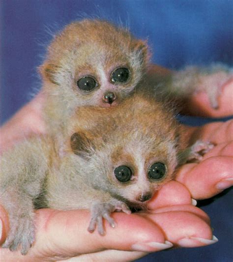 Loris Fact 2: Babies the weight of paperclips? Slow loris! - Prof Anna Nekaris' Little Fireface ...