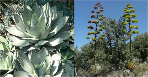 Agave parryi (Parry's Agave) | World of Succulents