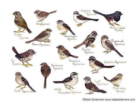 Sparrows Field Guide Art Print / Birds of North America / - Etsy ...