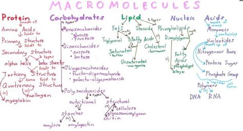 Macromolecule Overview Concept Map | Macromolecules, Study biology