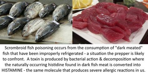 scombroid fish poisoning | Fish and meat, Fish, Prepper