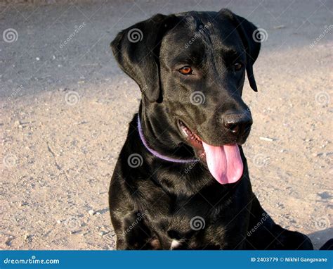 Police Labrador Royalty Free Stock Images - Image: 2403779