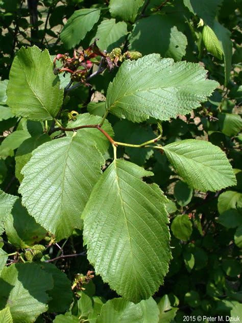 Alnus incana (Speckled Alder): Minnesota Wildflowers