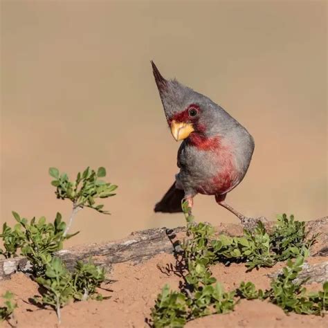 Pyrrhuloxia - Facts, Diet, Habitat & Pictures on Animalia.bio