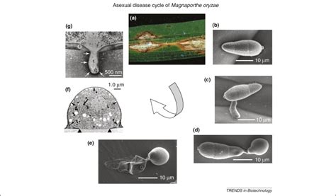 Against the grain: safeguarding rice from rice blast disease: Trends in ...