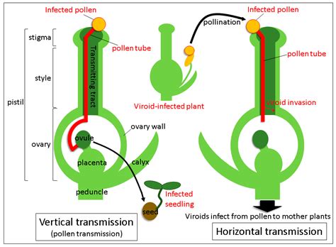 Viruses | Free Full-Text | Vertical and Horizontal Transmission of Pospiviroids