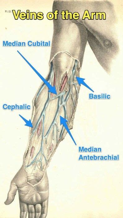 Veins of the arm | Nursing school survival, Phlebotomy, Medical knowledge