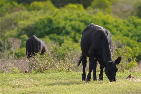 Molokai Ranch cattle beef cows agriculture - Honolulu Civil Beat