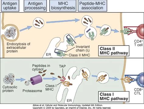 MHC Class I vs. MHC Class II Protein • Microbe Online