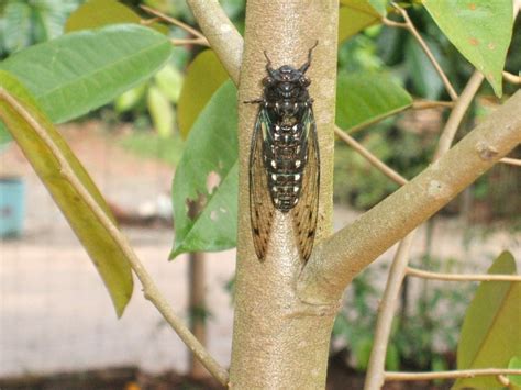 Cicada: Noisiest insect in Cervantes Ilocos Sur :-) good noise though ...