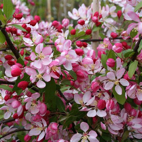 Malus floribunda - Crab Apple Tree | Mail Order Trees