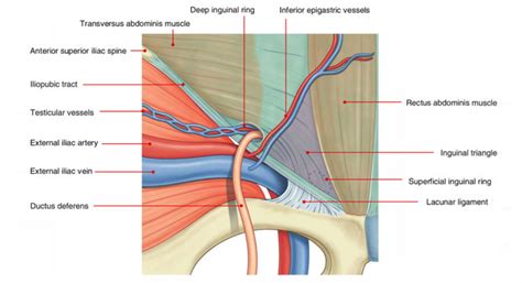 Inguinal Triangle (Hesselbach’s Triangle) – Earth's Lab