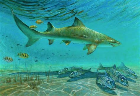 Lemon Shark At Pirates Point Painting by Richard Kaminski | Saatchi Art