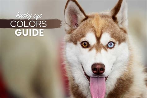 Huskies With Brown Eyes vs Blue: Husky Eyes Explained - Canine Bible