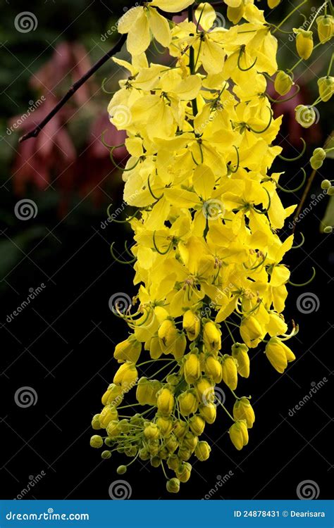 Cassia fistula flower stock image. Image of buds, cassia - 24878431