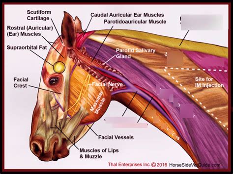 Horse neck muscles Diagram | Quizlet