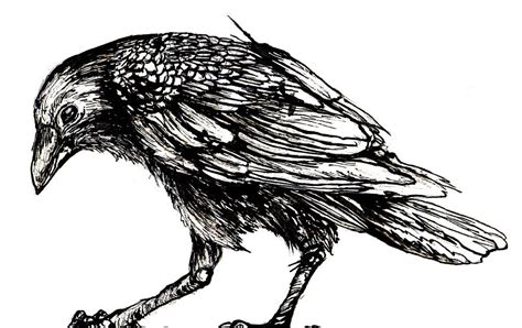 Ink Crow | Disney art drawings, Ink pen drawings, Outline drawings