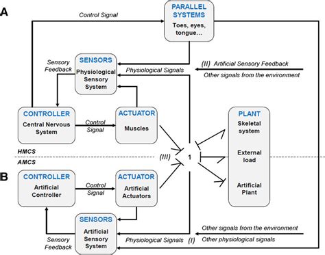 Schematic block diagram of the Human Movement Control System (A) in... | Download Scientific Diagram