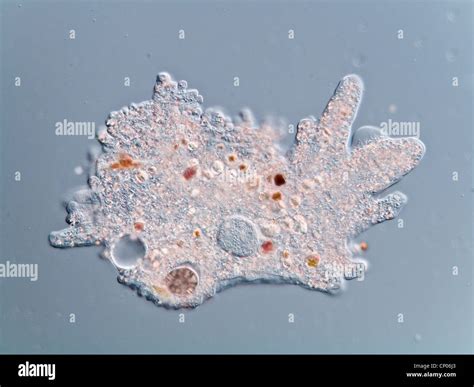 Amoeba Proteus Microscope Slide