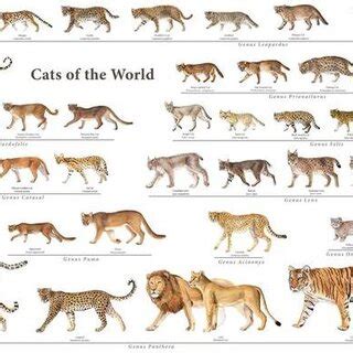 Recent evolution of cats | Download Scientific Diagram