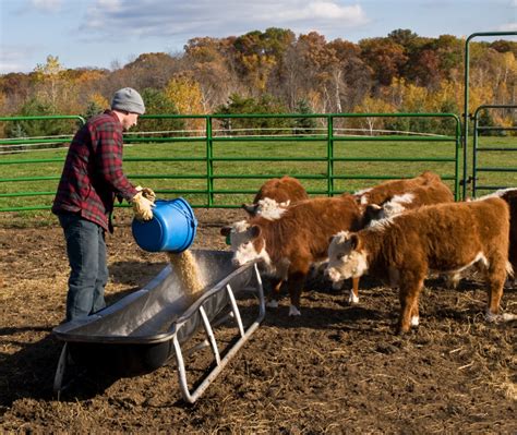 6 Things You Must Know About Producing Livestock Feed - Off The Grid News