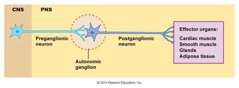 Anatomy of the Nervous System Flashcards | Quizlet