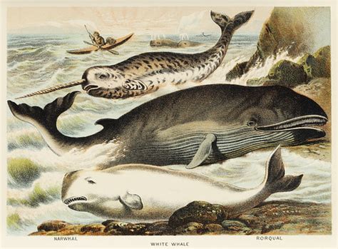 Narwhal, White whale, and Rorqual from Johnson's house… | Flickr