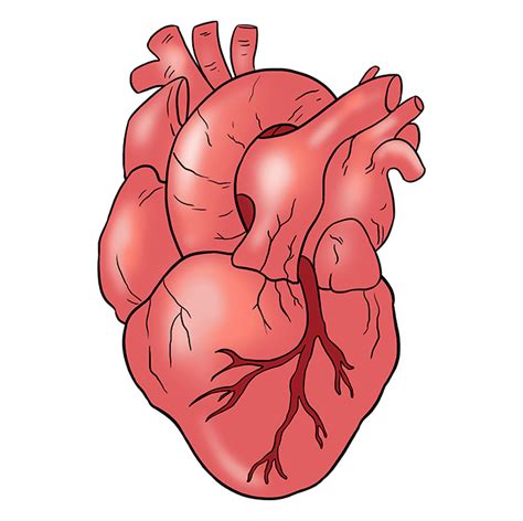 How to Draw a Human Heart - Really Easy Drawing Tutorial