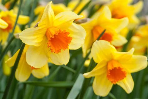 Daffodil (Narcissus) Growing Guides, Tips, and Information