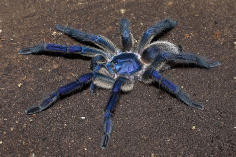 He’s blue! : r/tarantulas