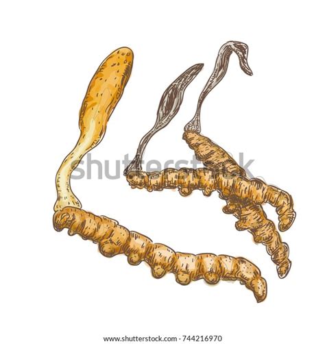 Cordyceps On White Background Vector Illustration Stock Vector (Royalty Free) 744216970 ...