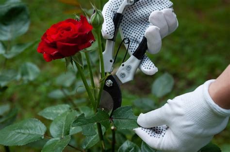 Premium Photo | Care for roses in the garden