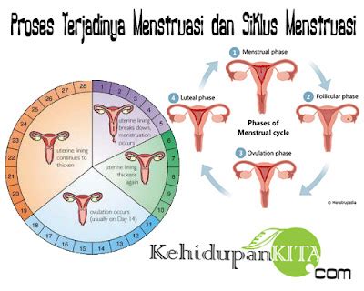 Proses Terjadinya Menstruasi dan Siklus Menstruasi