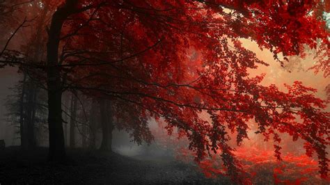 Red Forest Wallpapers - Top Free Red Forest Backgrounds - WallpaperAccess