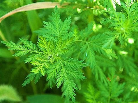 Price 100% Pure Natural Artemisia Annua Leaf Extract Artemisinin - Buy ...