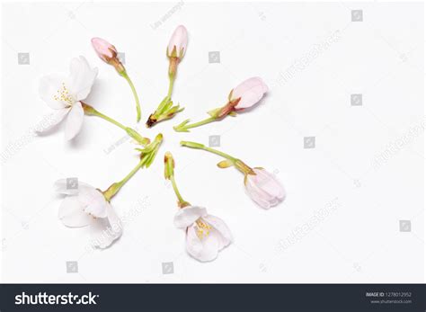 Stages Growth Cherry Blossom Bud Full Stock Photo 1278012952 | Shutterstock