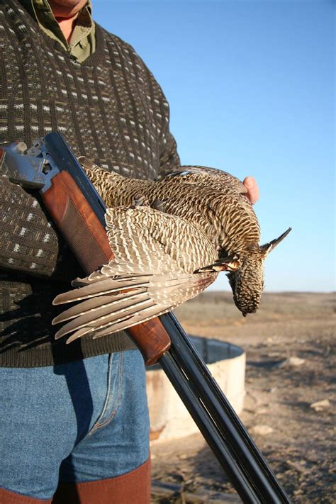 Hunting for lesser prairie chickens | The Wichita Eagle The Wichita Eagle