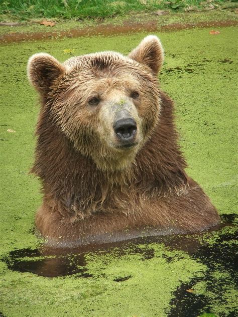 File:Eurasian Brown Bear.jpg