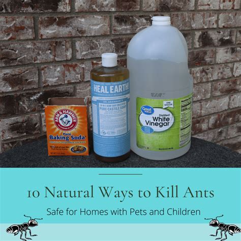 Get Rid Of Ants In Kitchen Vinegar | Dandk Organizer