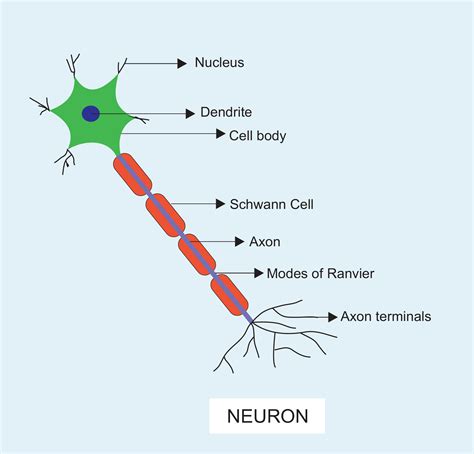 What does a neuron look like?