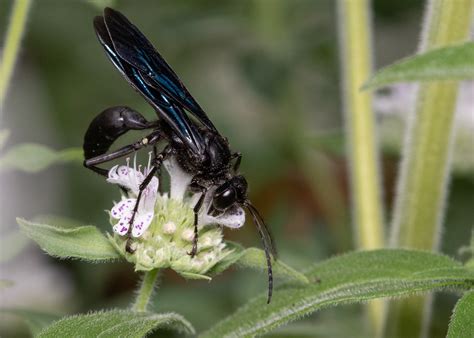 Solitary wasps are fierce, fascinating, and totally harmless