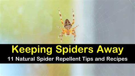 11 Easy-to-Make Spider Repellent Recipes