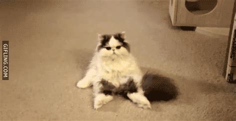 confused cat gifs | WiffleGif