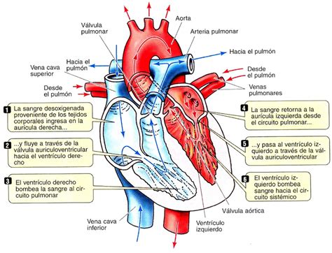 Fases del Ciclo Cardíaco » Blog de Biologia