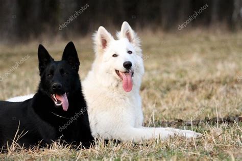 White swiss shepherd and black german shepherd dog — Stock Photo ...