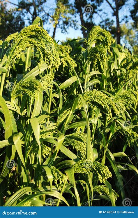 Sorghum field stock photo. Image of country, scene, land - 6149594