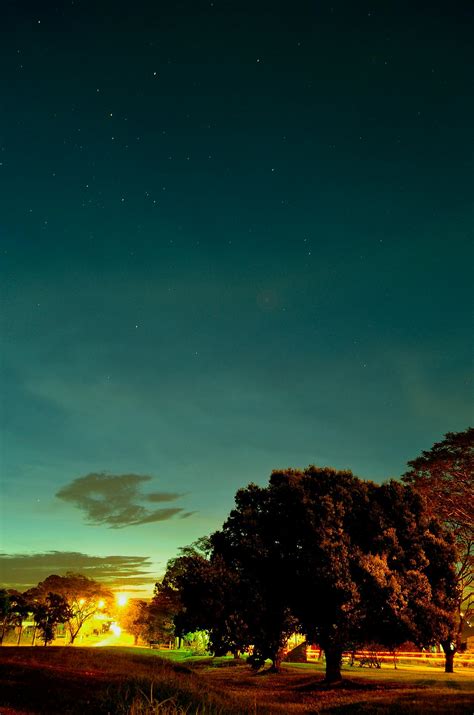 Photography of Tree during Sunset · Free Stock Photo