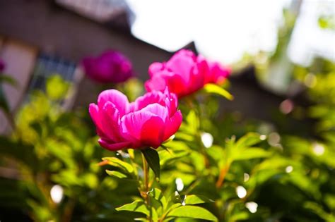 Premium AI Image | A pink peony in a garden with a roof in the background